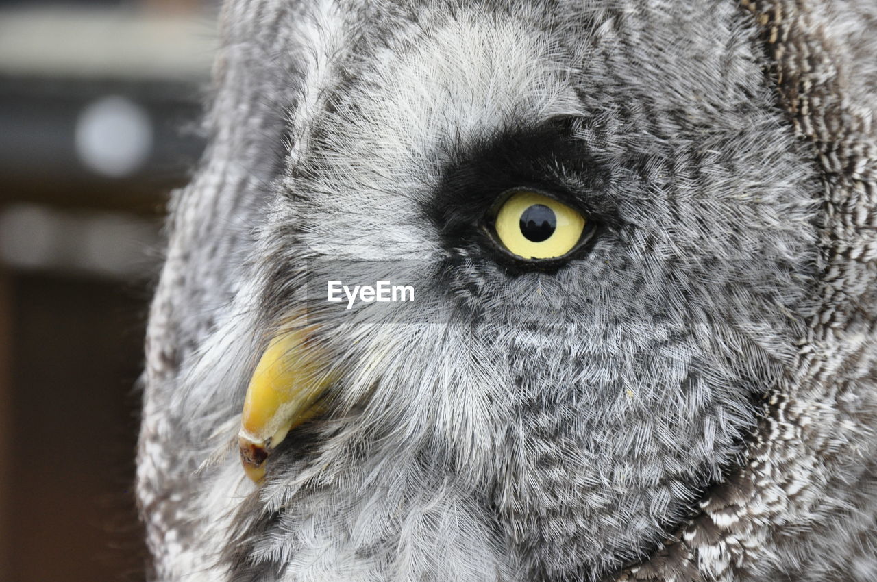 Close-up portrait of owl