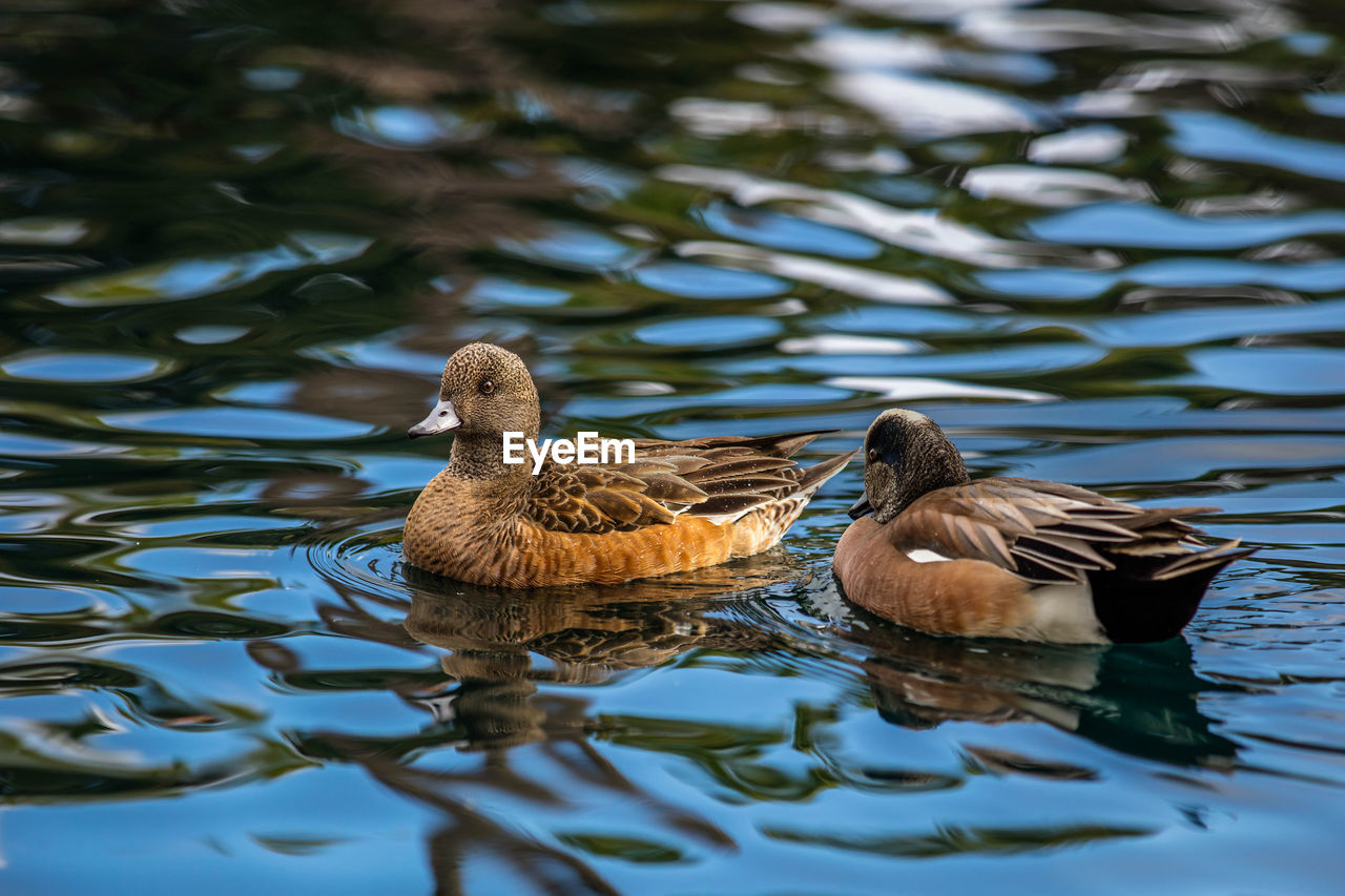 CLOSE-UP OF DUCKS SWIMMING ON LAKE