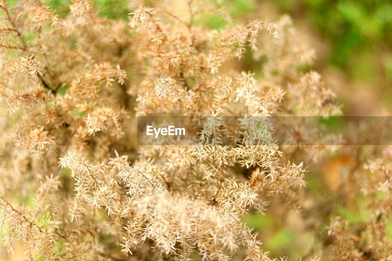 CLOSE-UP OF PLANT ON FIELD