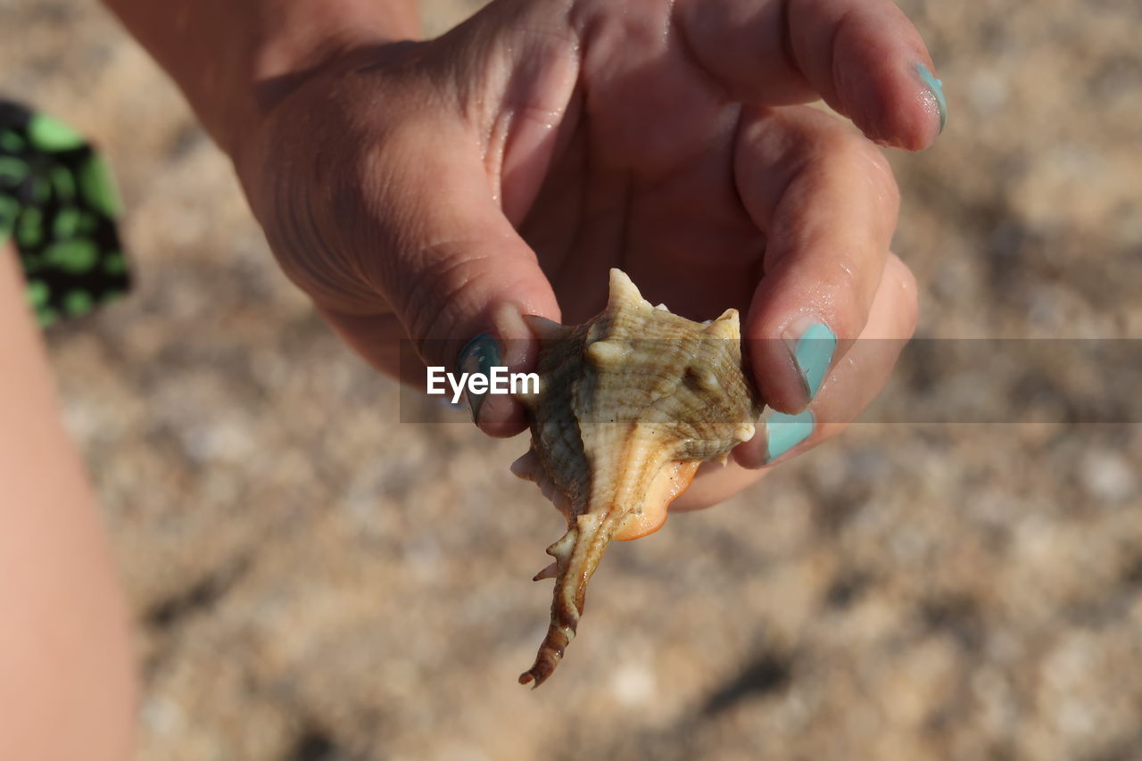 Close-up of person holding hand