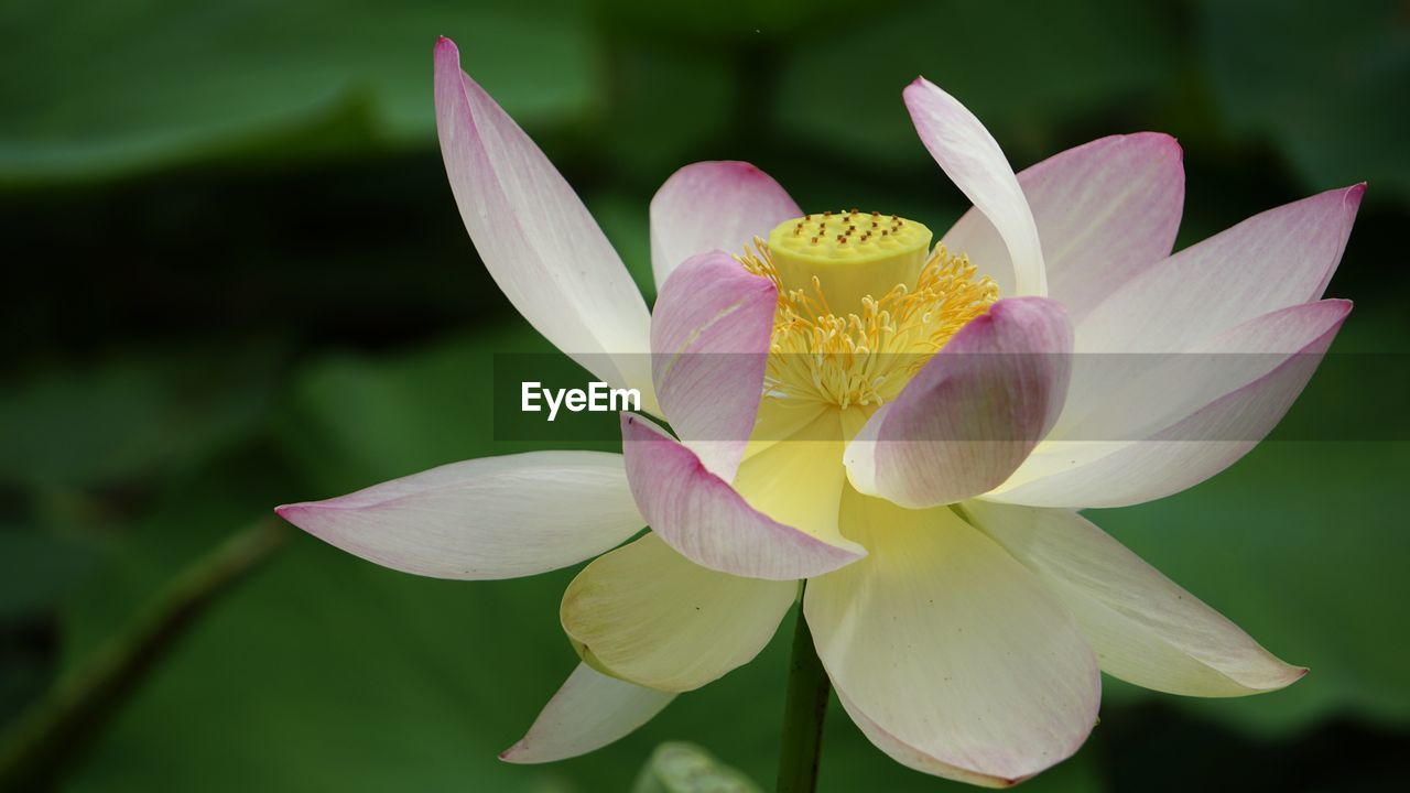 Close-up of lotus water lily