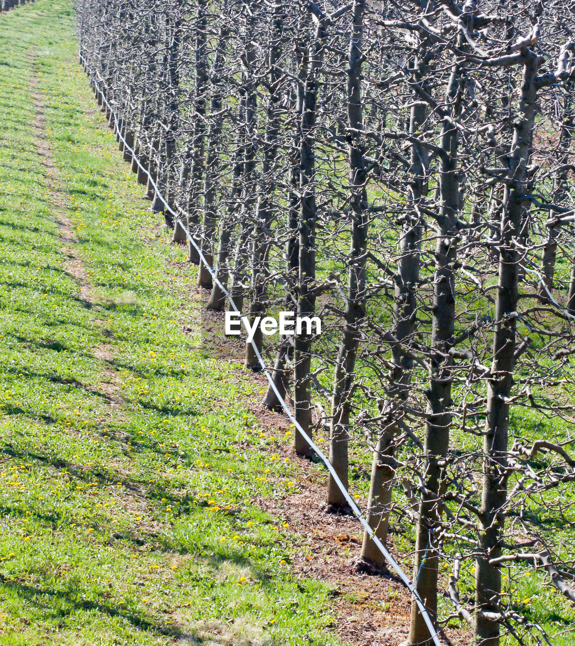 CLOSE-UP OF AGRICULTURAL FIELD