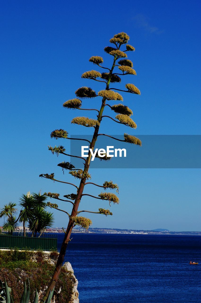 Tree by sea against sky