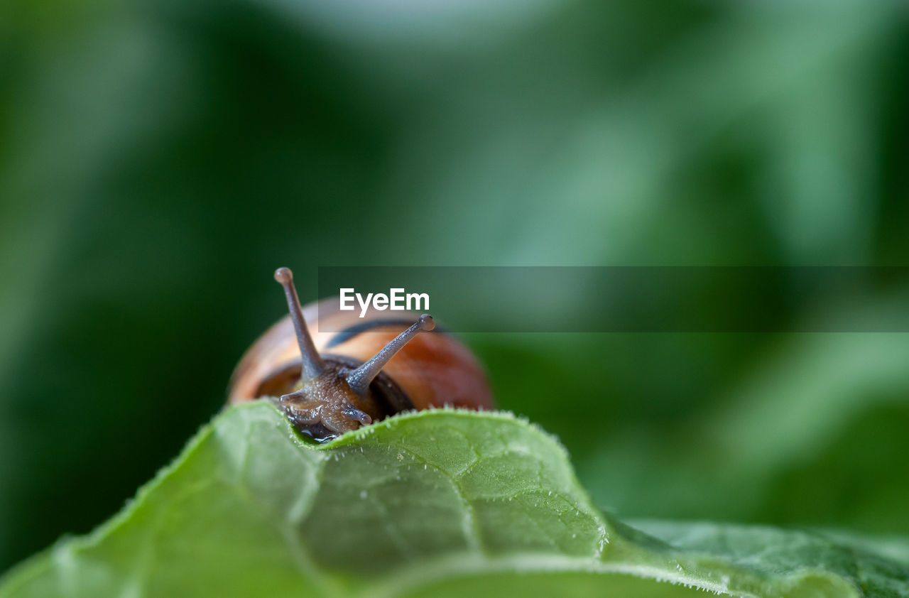 Snail on leafs 