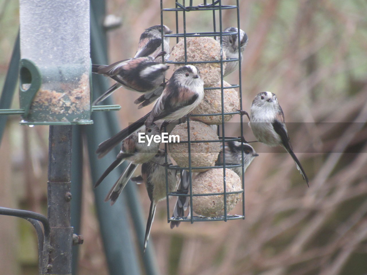 Close-up of bird perching on metal feeder