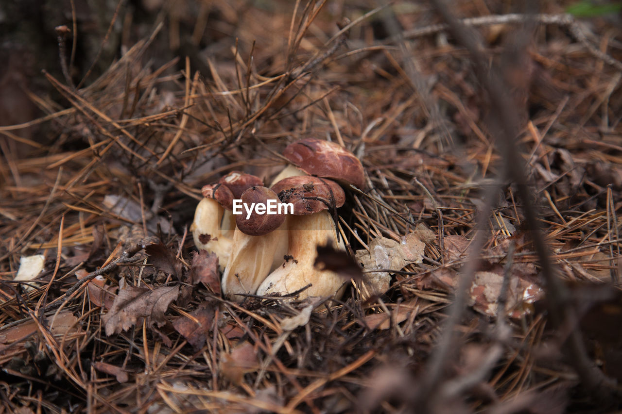 close-up of mushroom growing in field