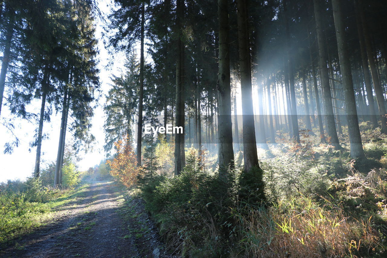 Sunlight streaming through trees in forest