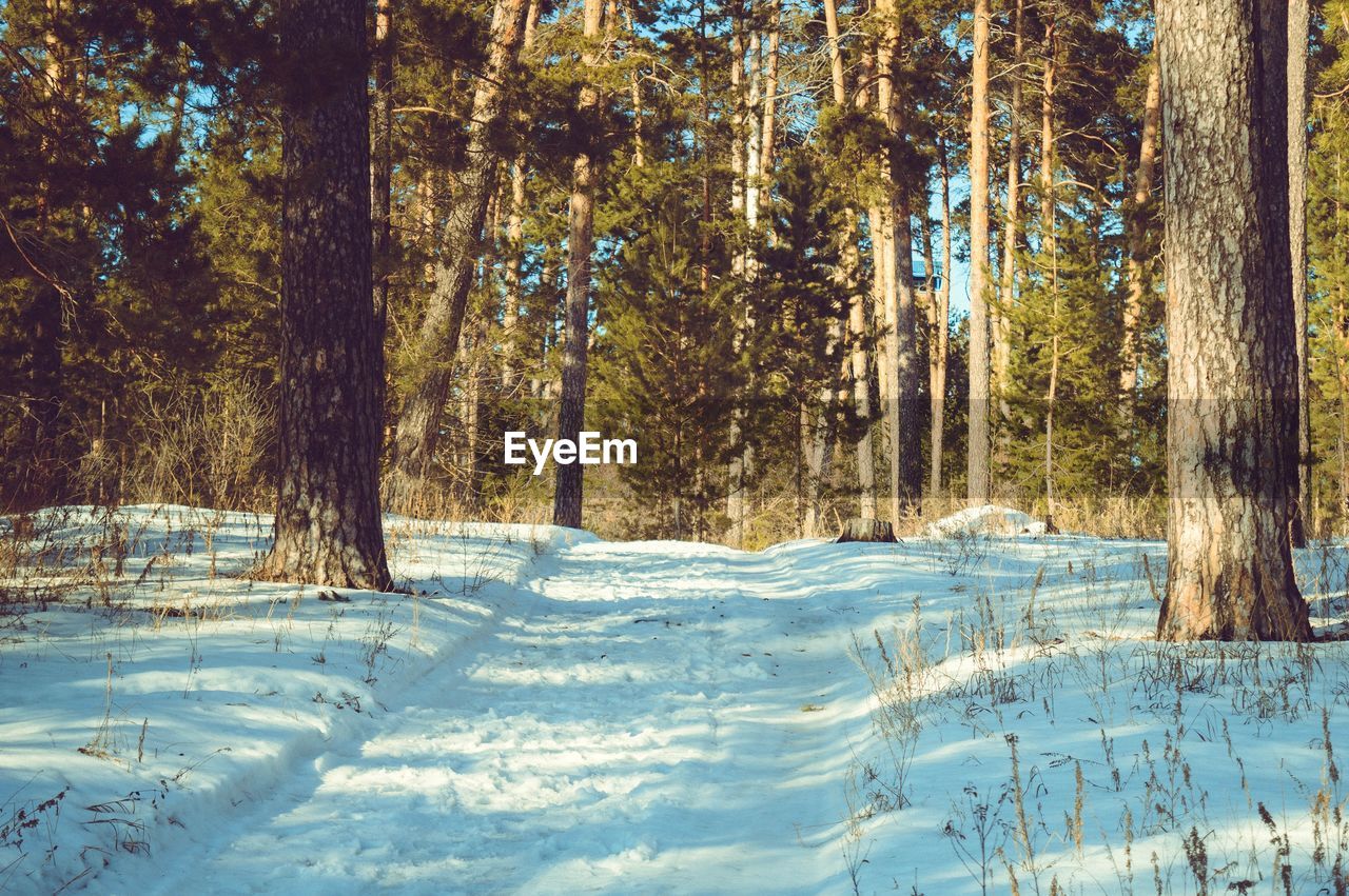 Pine trees in forest during winter