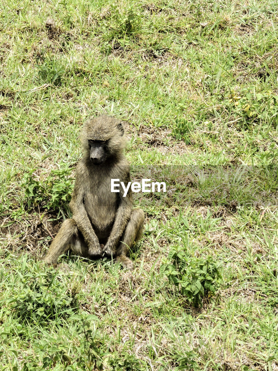 MONKEYS SITTING ON FIELD