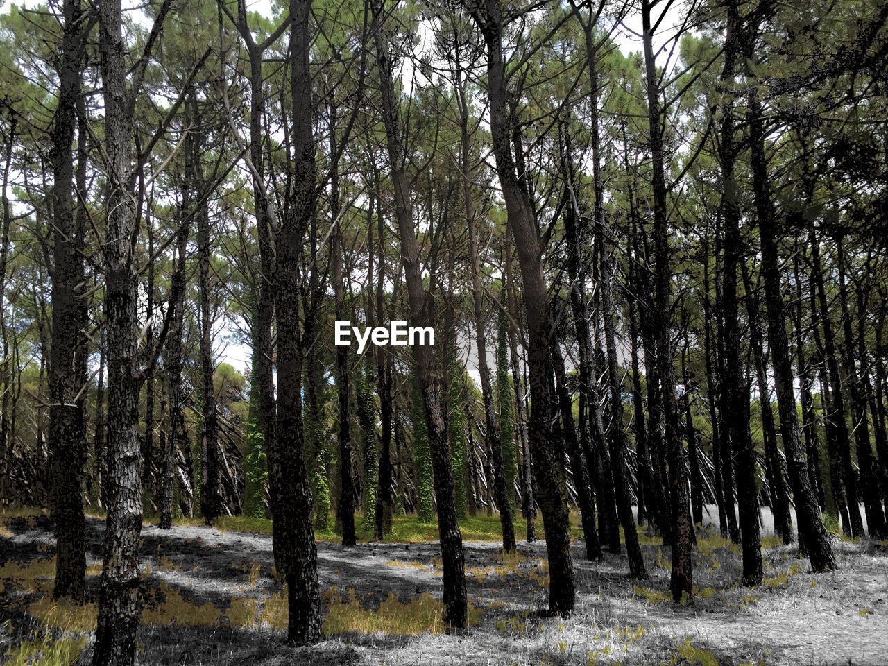 VIEW OF TREES IN FOREST