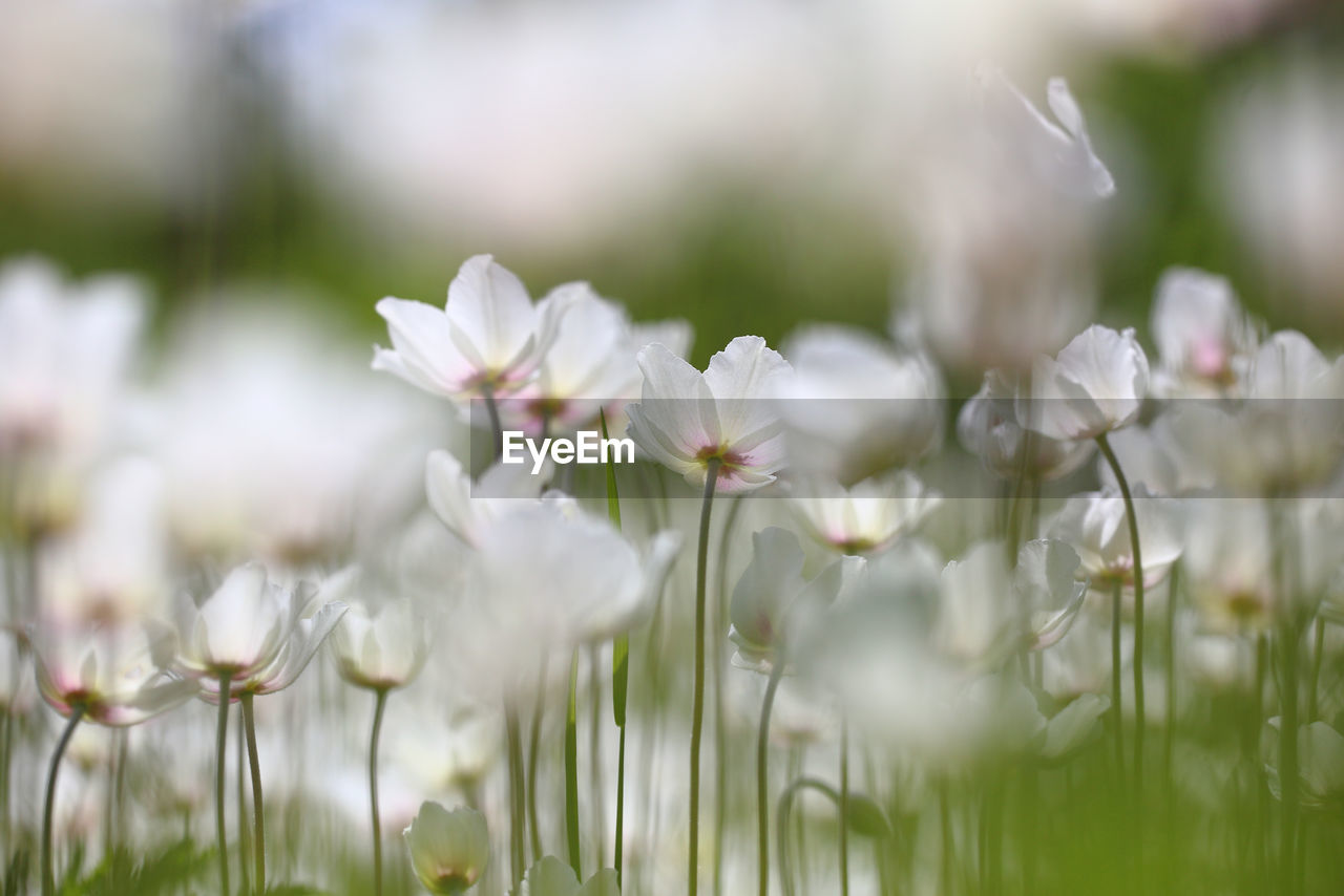 Close-up of white flowering plants on field