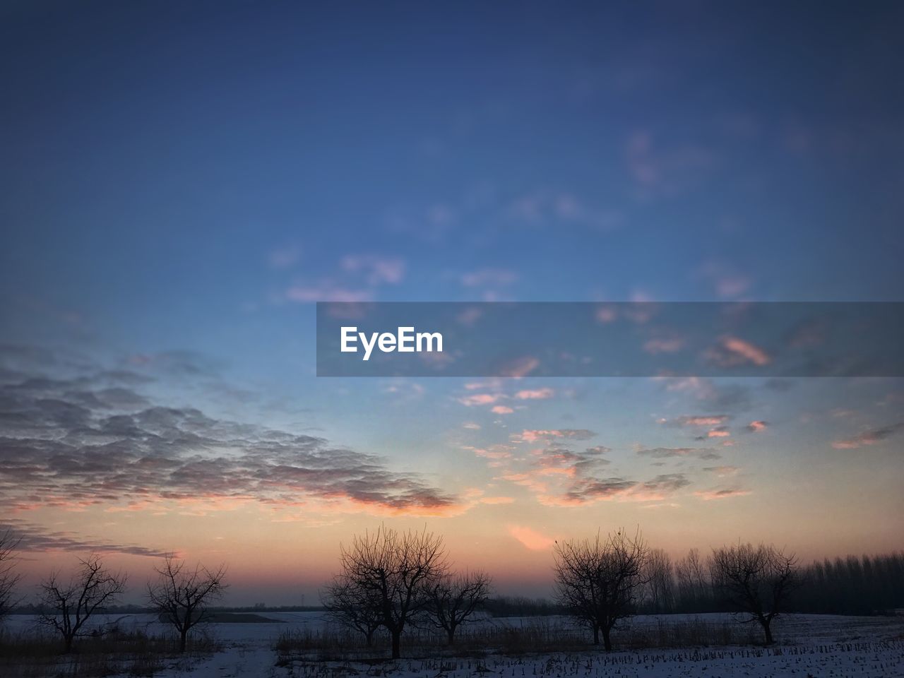 SILHOUETTE OF TREES AGAINST SKY AT SUNSET