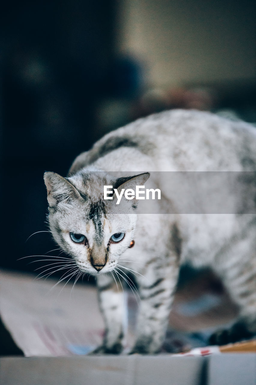 Close-up portrait of tabby cat looking away