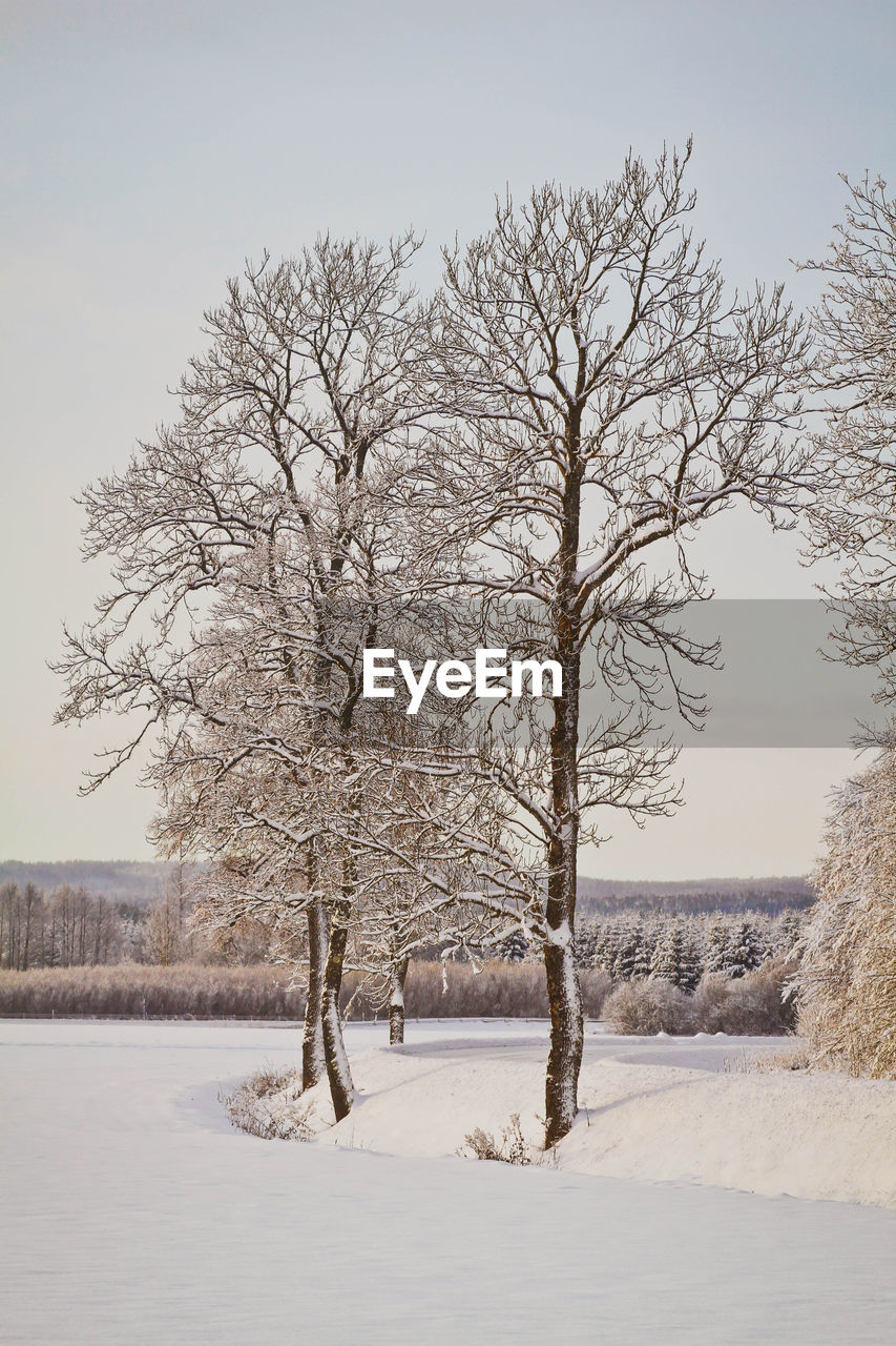 Bare tree on snow covered field against sky