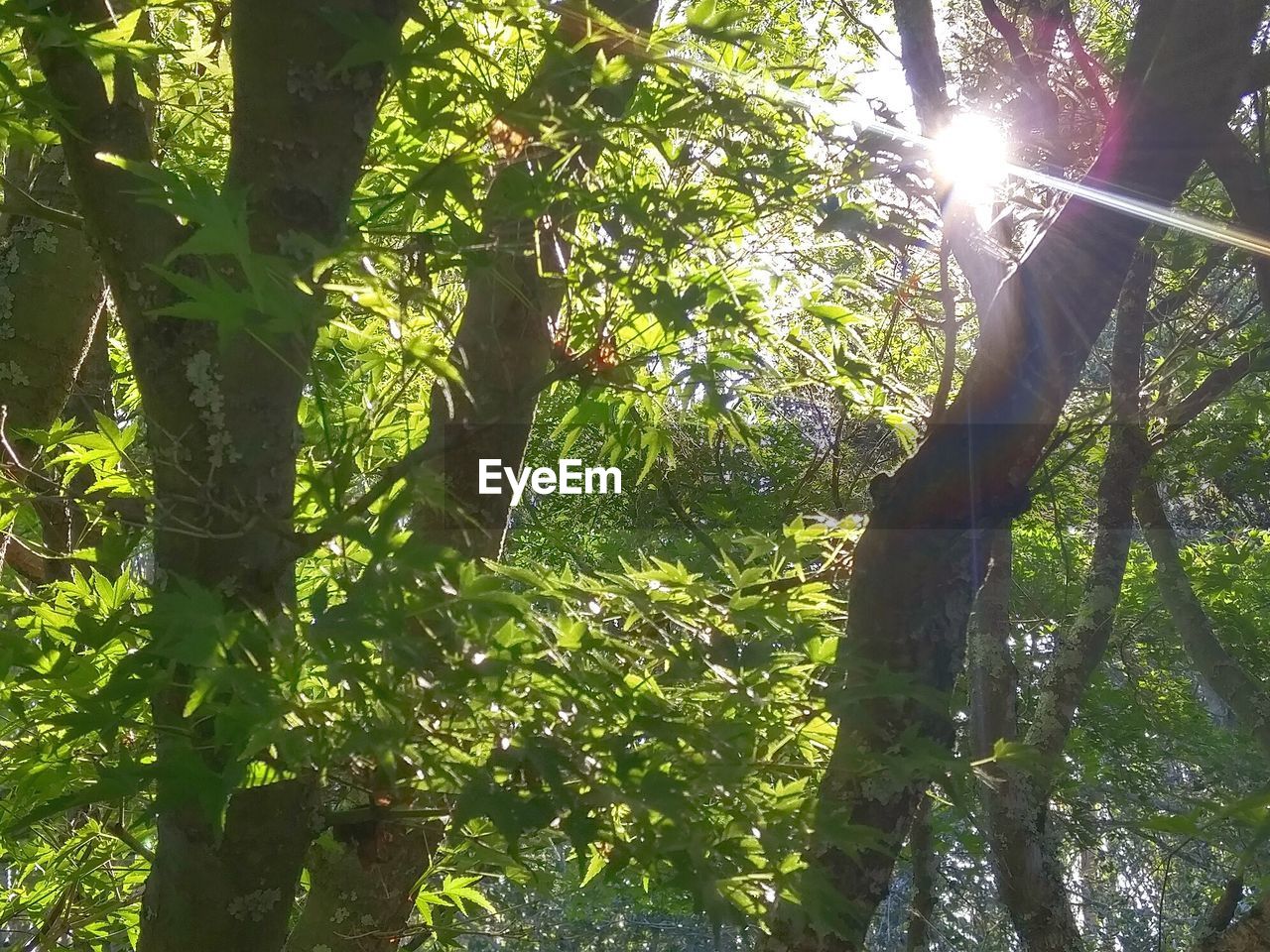 Low angle view of sunlight streaming japanese maple tree at park