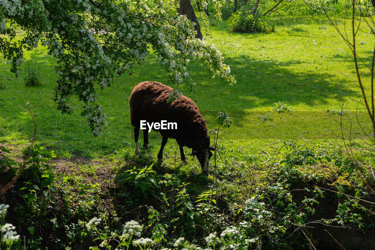 goats grazing on field