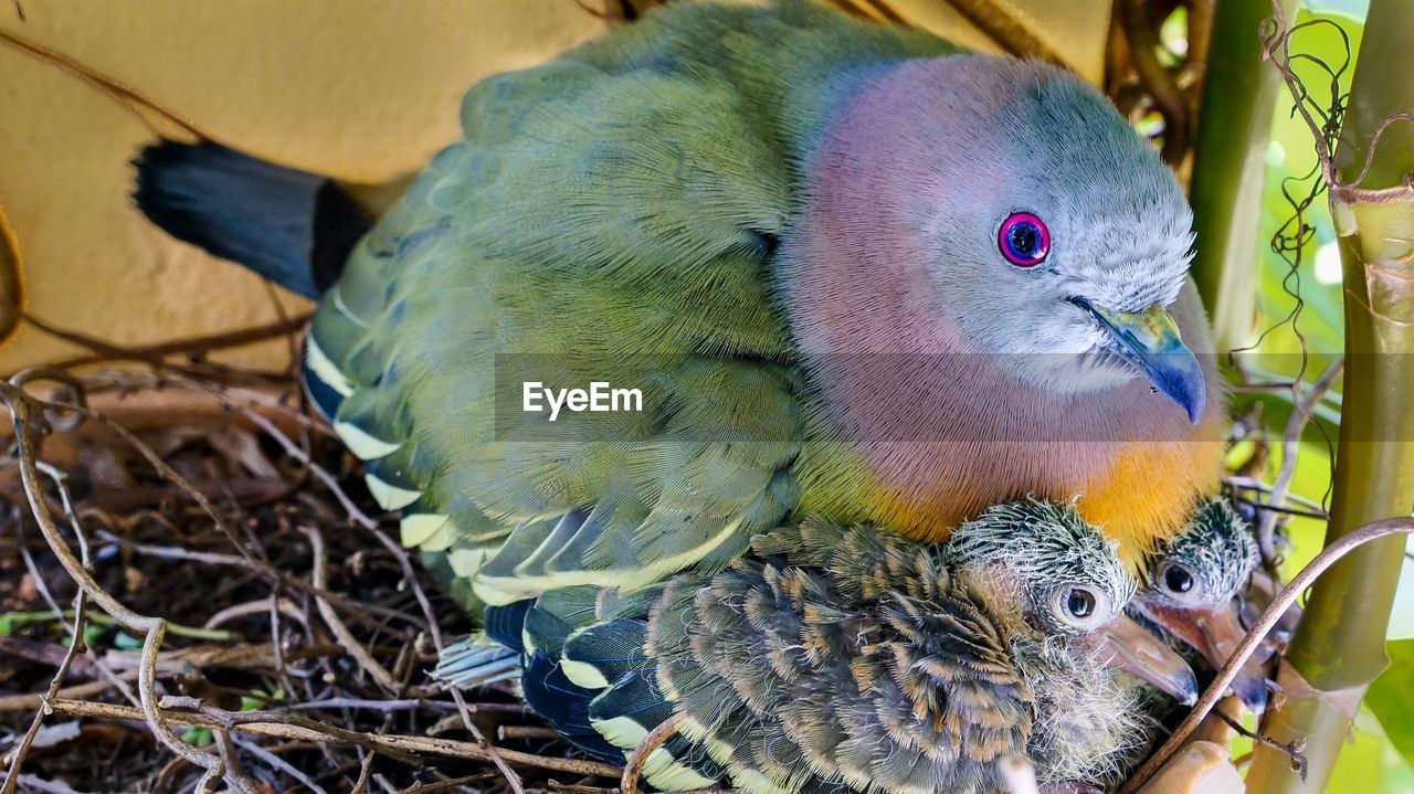 Close-up of bird with chicks in nest