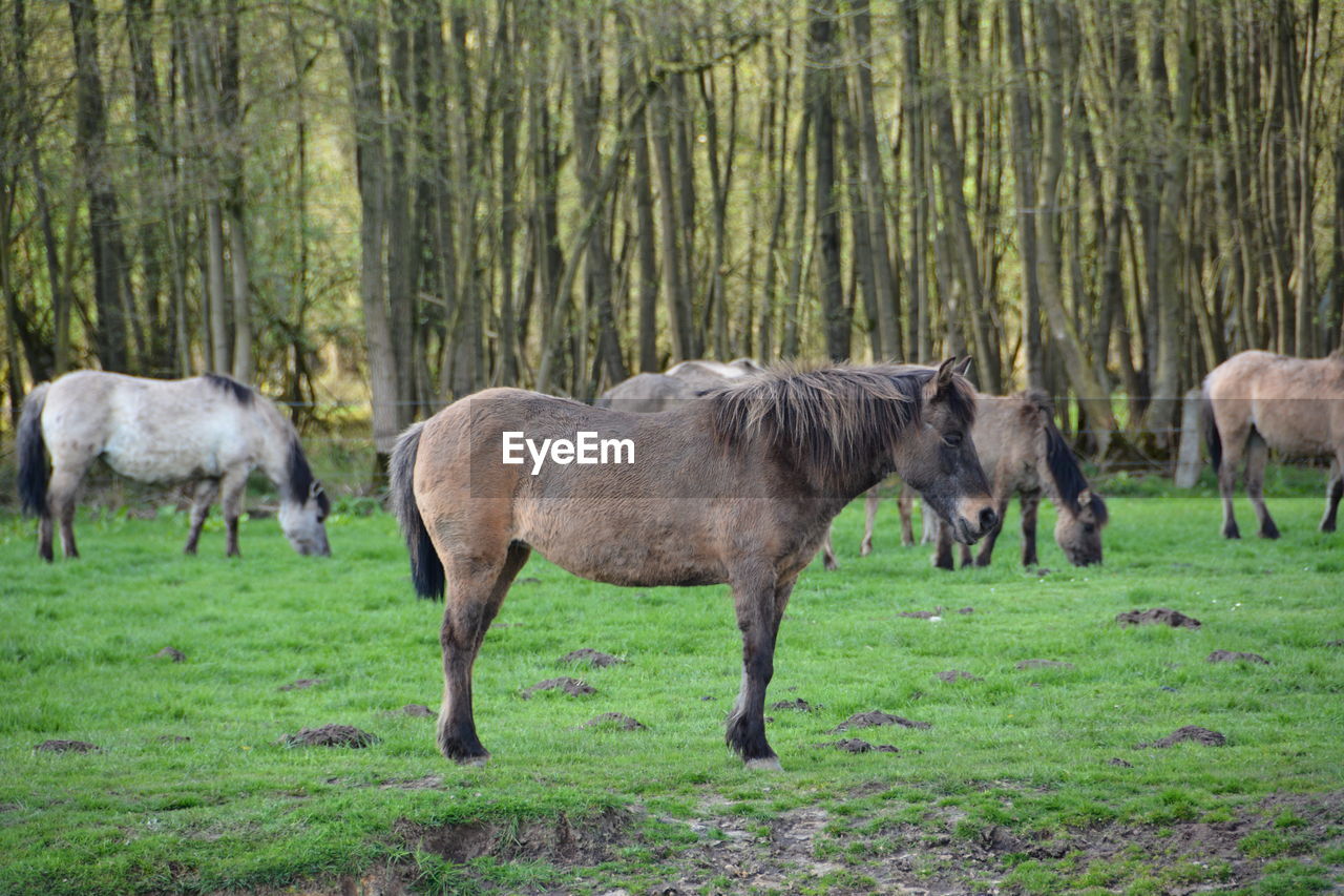 Horses grazing on grassy field against trees