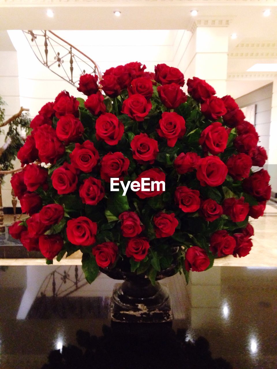 CLOSE-UP OF ROSES