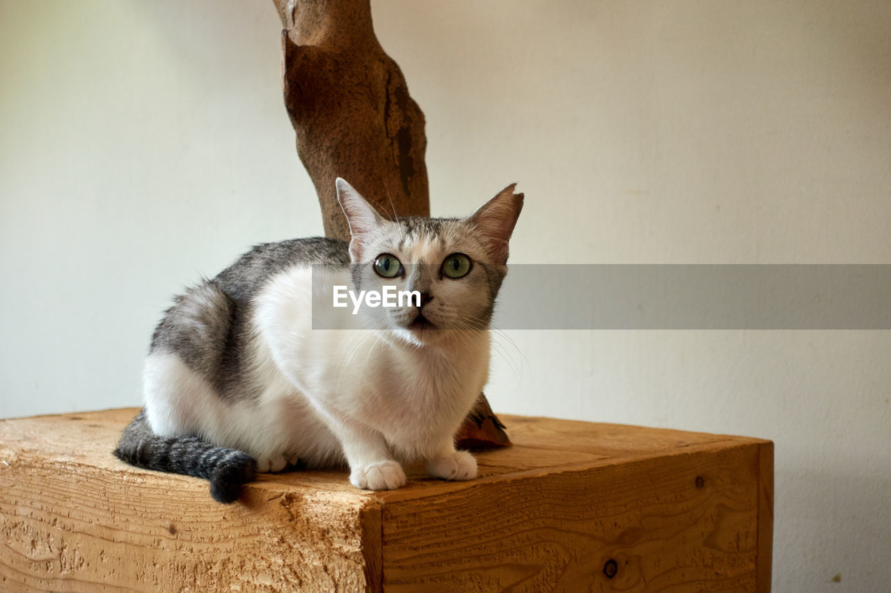 Portrait of cat sitting on table