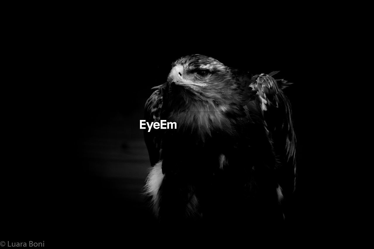 Close-up of owl against black background