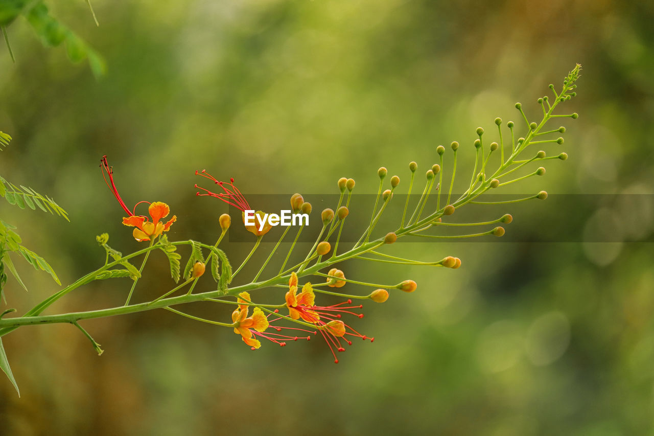 Close-up of flowering plant