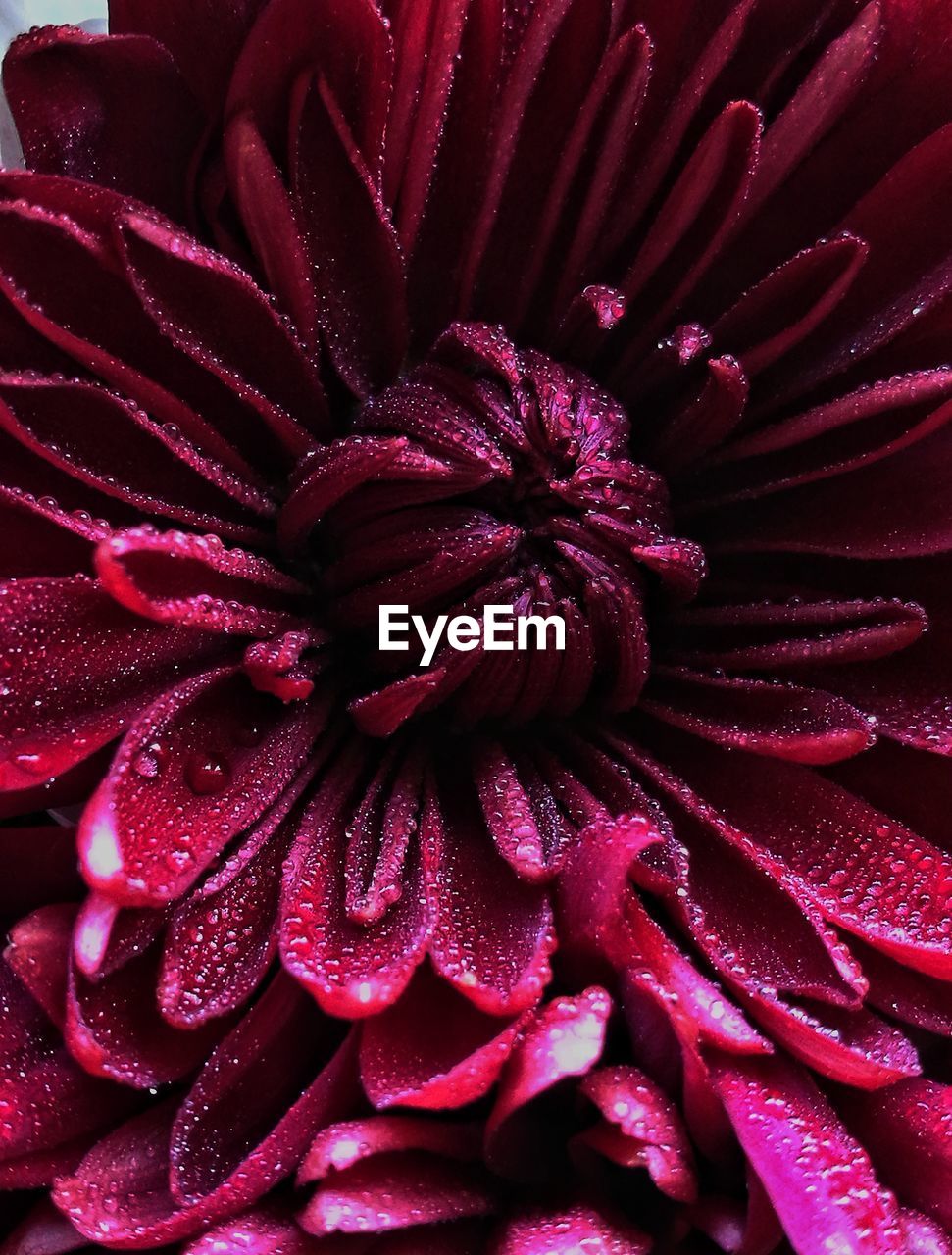 EXTREME CLOSE-UP OF RED FLOWER