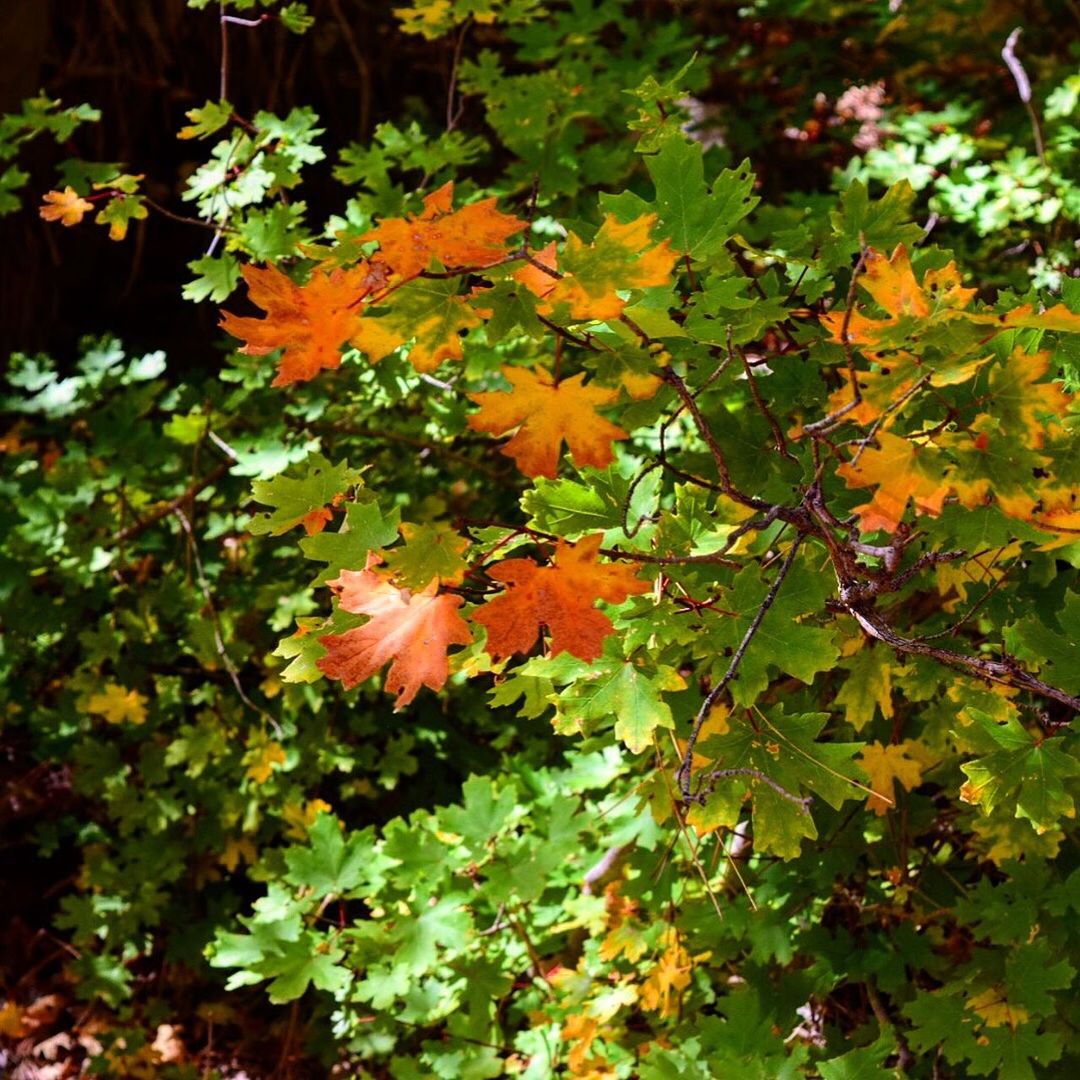 CLOSE-UP OF ORANGE AUTUMN LEAVES