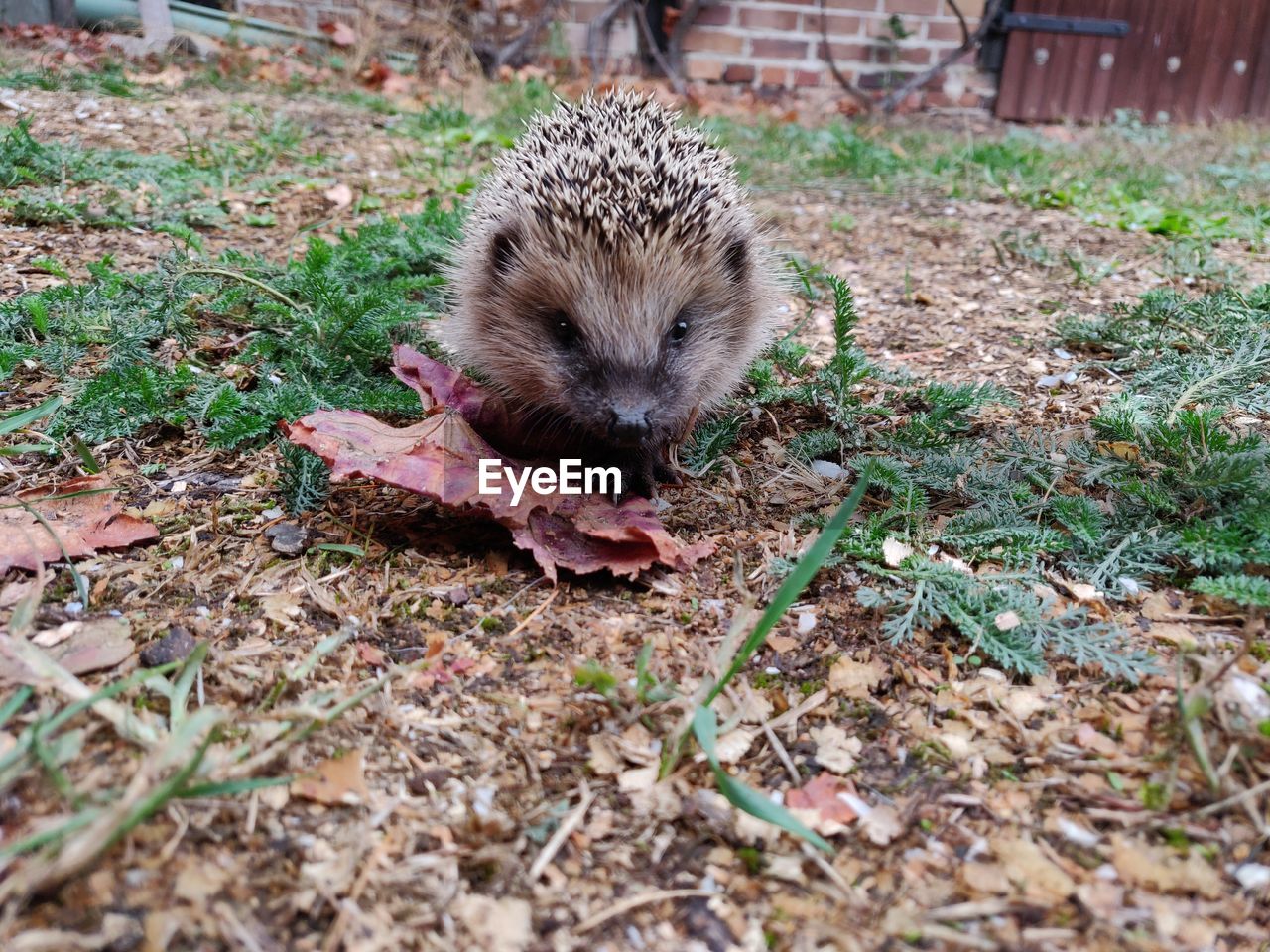 CLOSE-UP OF ANIMAL ON FIELD