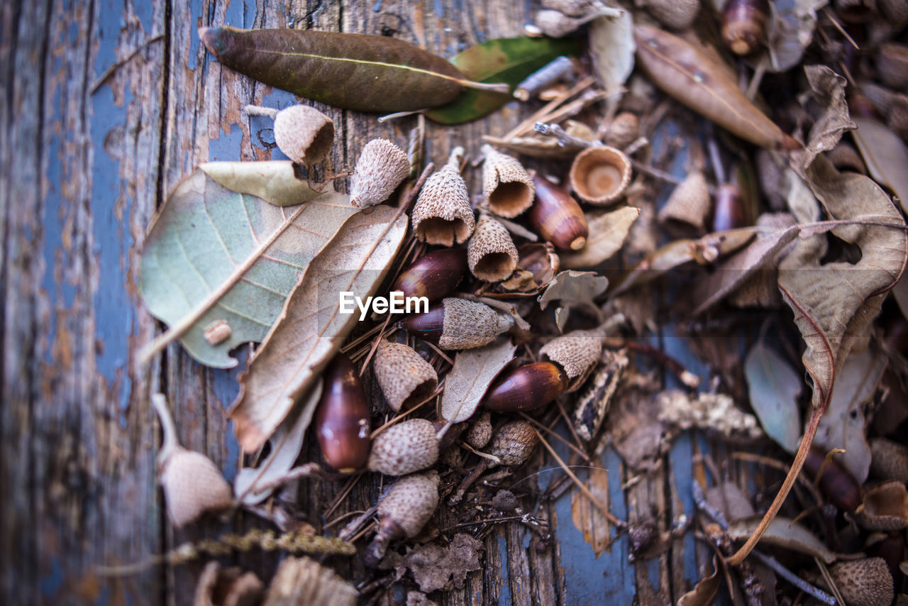 High angle view of dry leaf and acorns on wood painted blue in a forest in italy