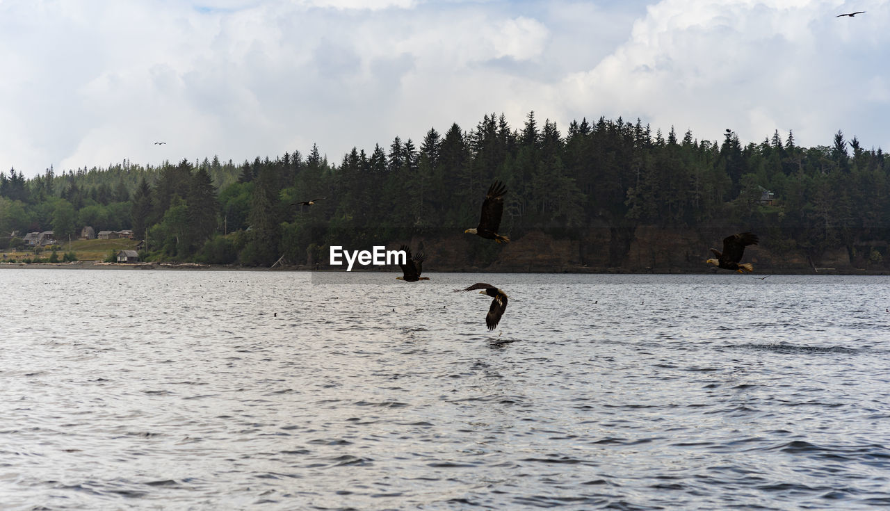 VIEW OF HORSE IN LAKE