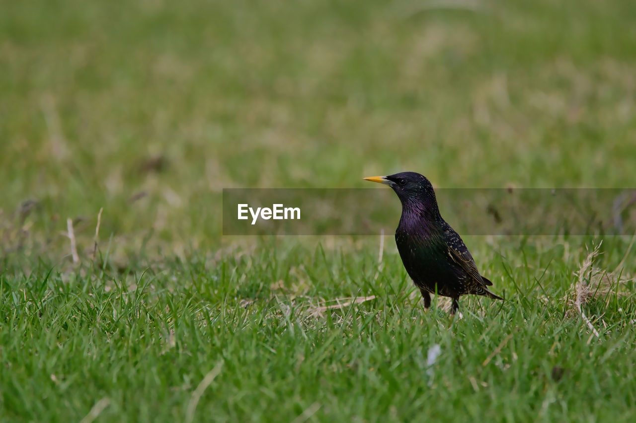 close-up of bird perching on grass
