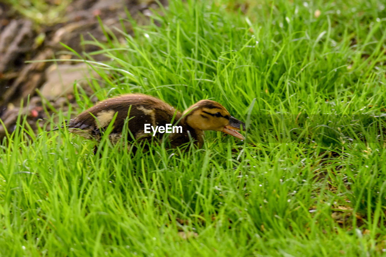 grass, animal themes, animal, animal wildlife, green, wildlife, plant, nature, lawn, bird, duck, meadow, one animal, no people, land, field, prairie, day, water bird, selective focus, outdoors, young animal, growth, ducks, geese and swans, young bird, beauty in nature, beak, natural environment, flower