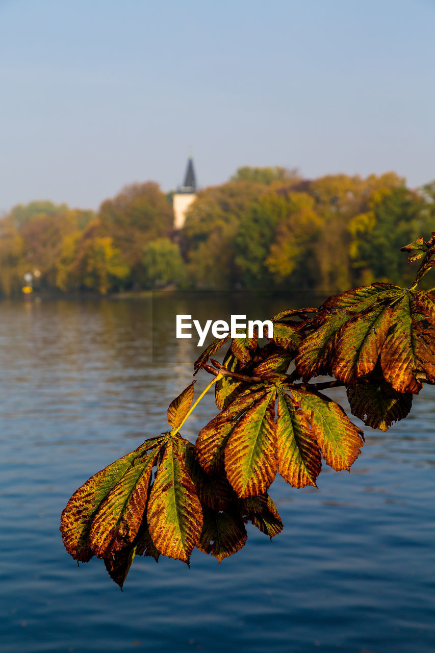 CLOSE-UP OF AUTUMN LEAVES ON LAKE