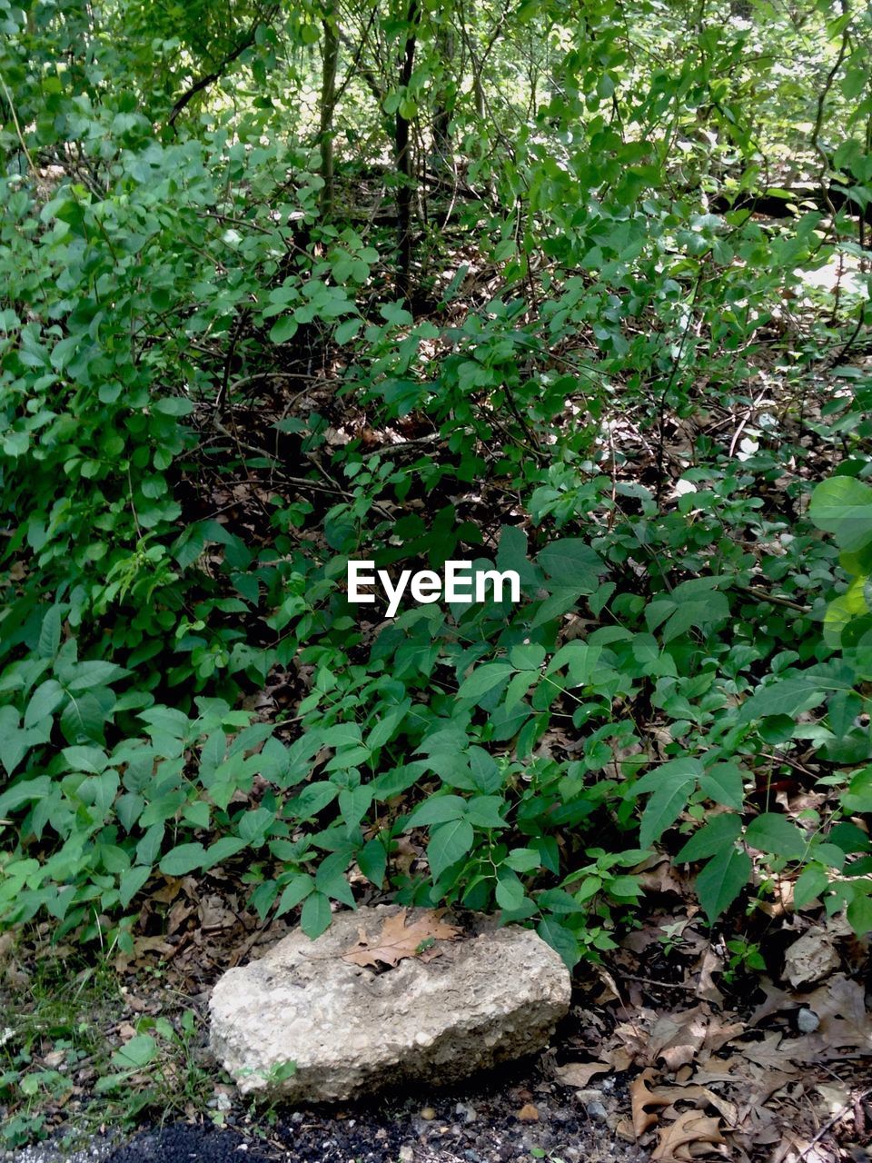 VIEW OF TREES IN FOREST