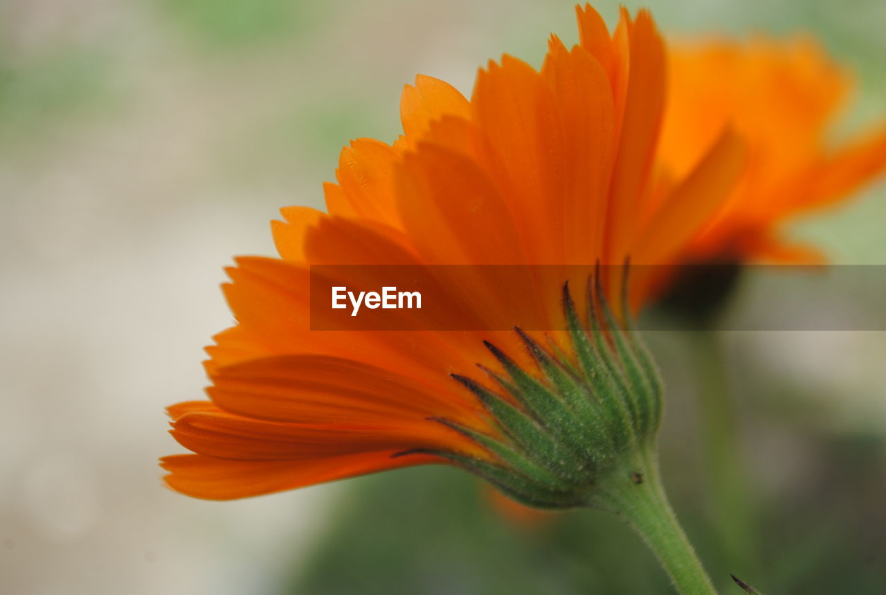 CLOSE-UP OF FRESH ORANGE FLOWER BLOOMING IN NATURE