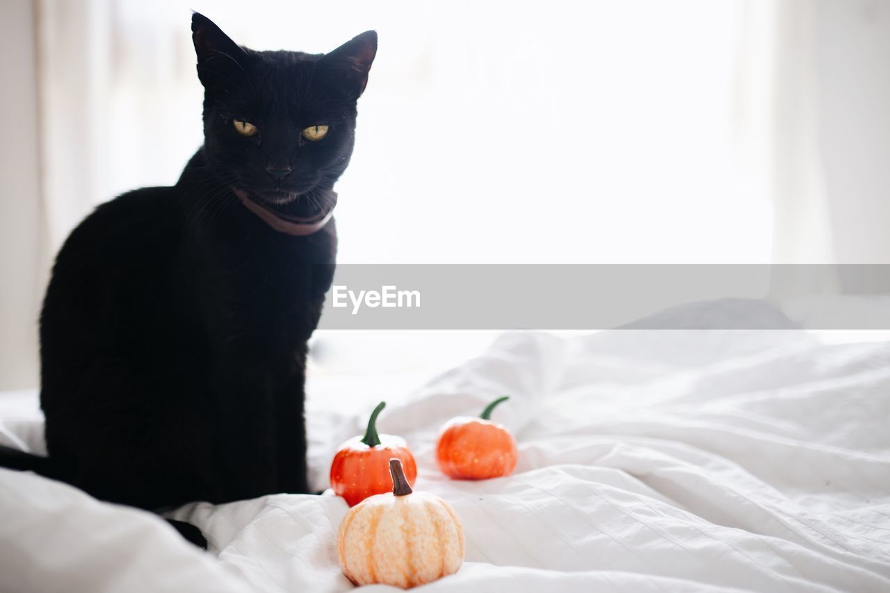 Witch black cat with open mouth showing fangs and pumpkins on the bed. halloween concept