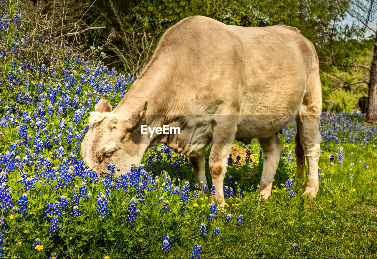 Cow grazing through a meadow with blue bonnets