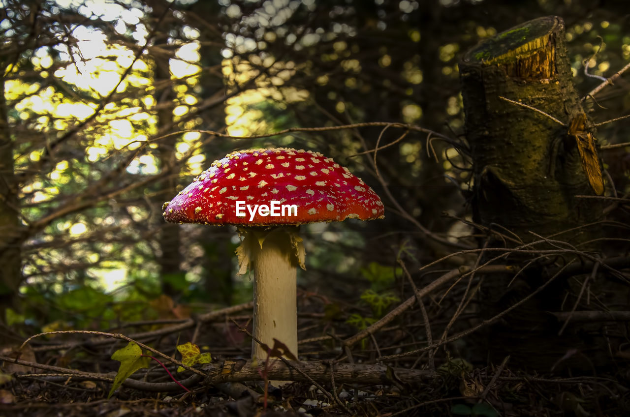 Close-up of fly algaric mushroom growing in forest