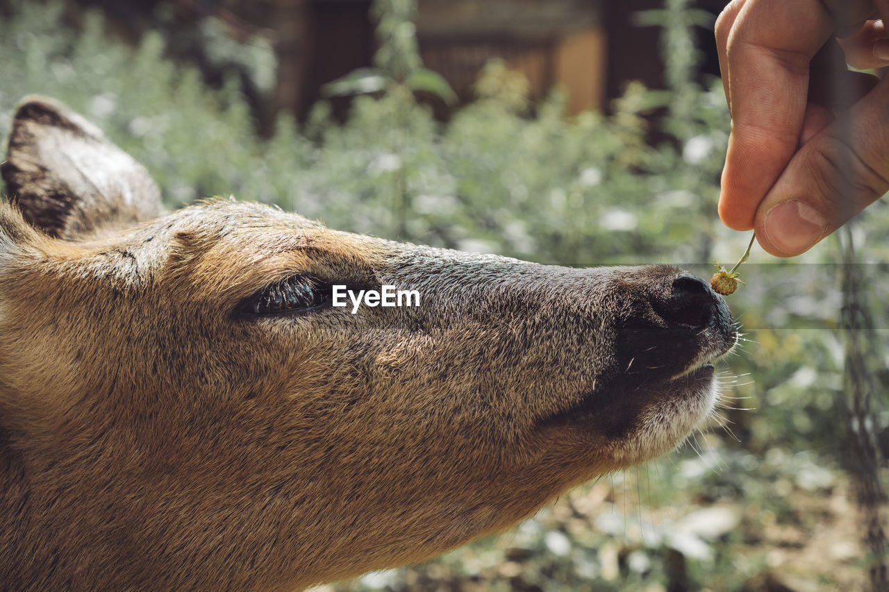 Close-up of hand feeding a deer