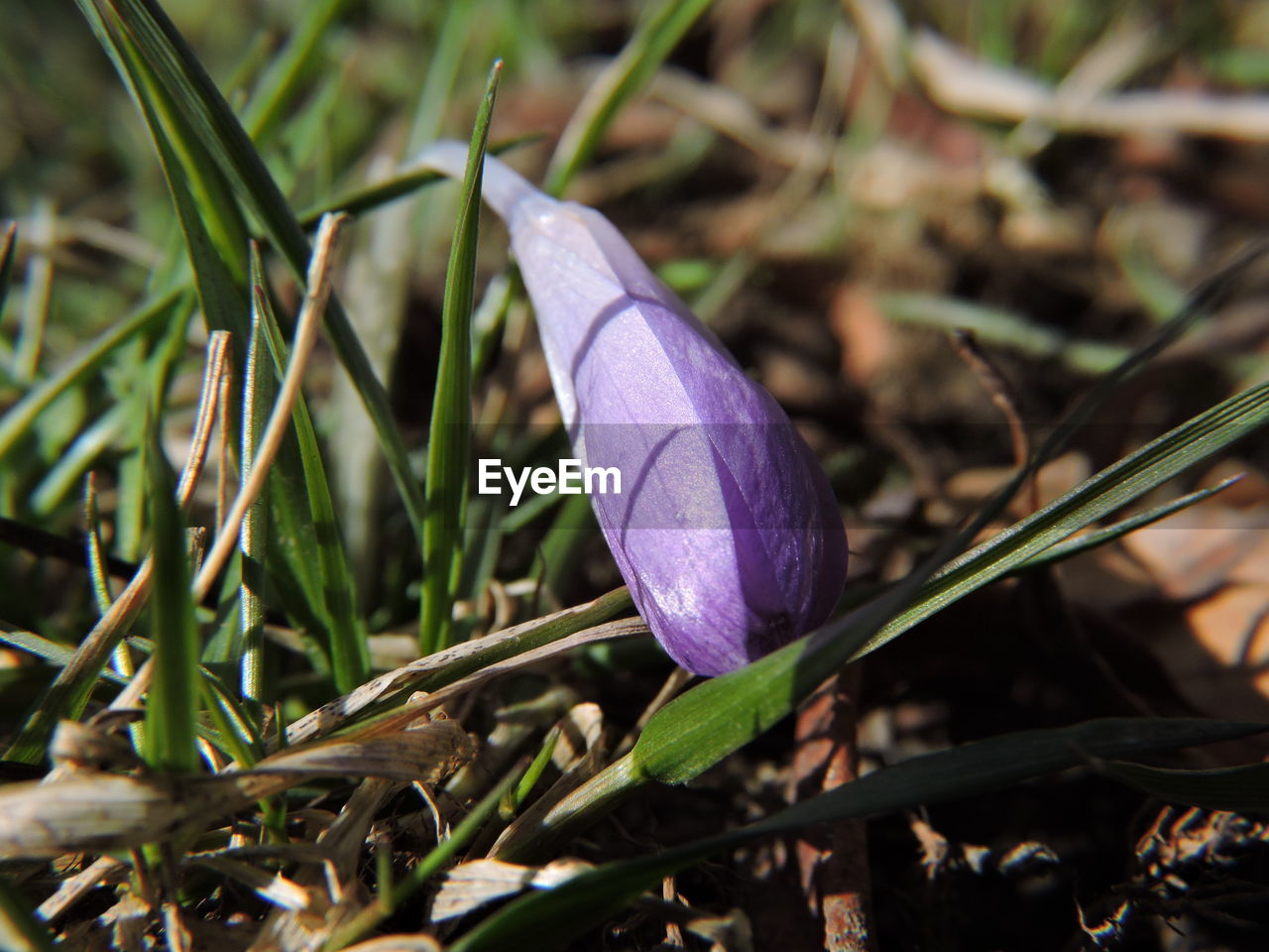 Close-up of purple crocus flowers