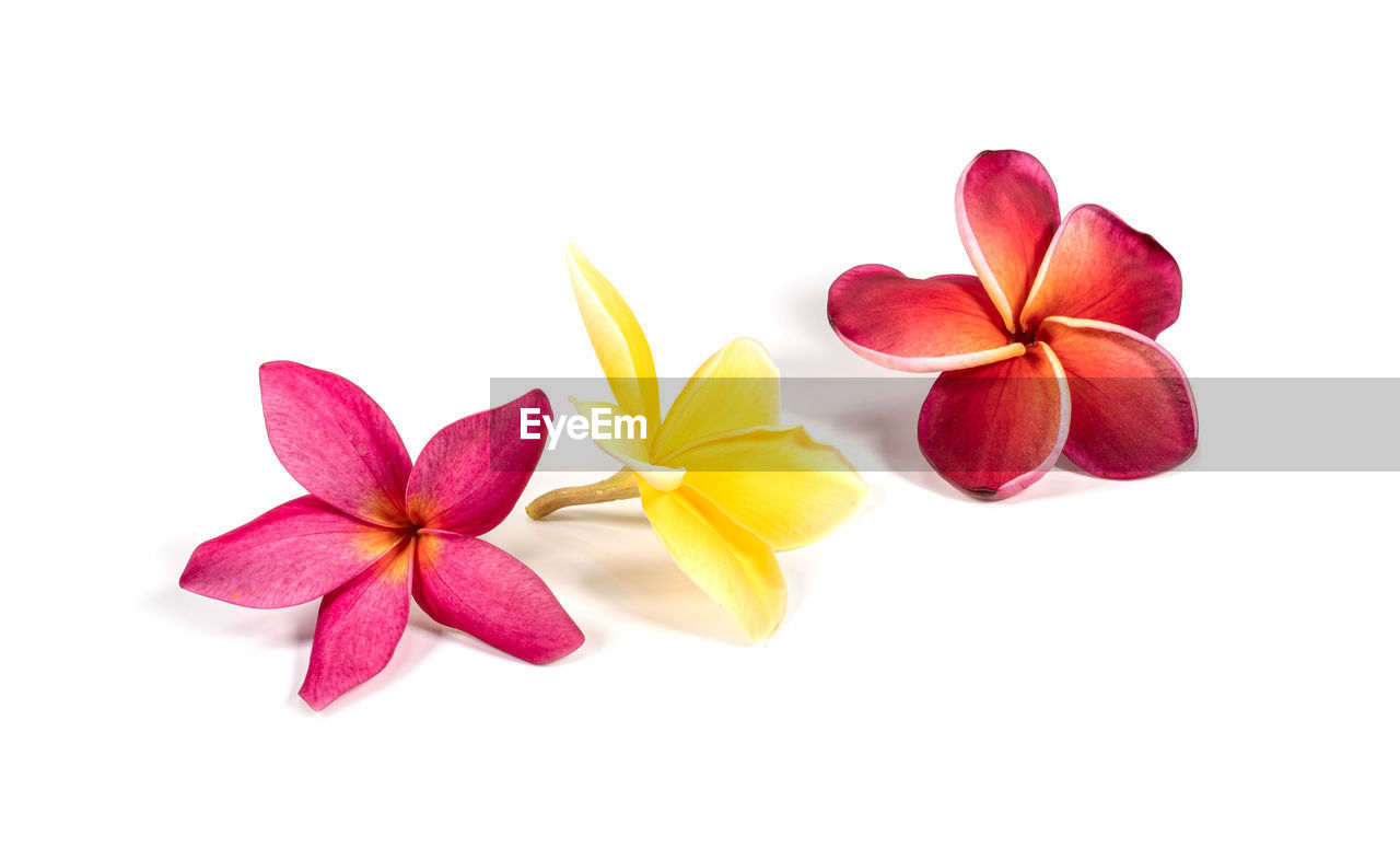 petal, pink, flower, freshness, plant, cut out, flowering plant, white background, beauty in nature, nature, frangipani, red, no people, multi colored, food and drink, studio shot, yellow, copy space, close-up, indoors, leaf, plant part, orchid, magenta, tropical climate, food, orange, flower head, inflorescence