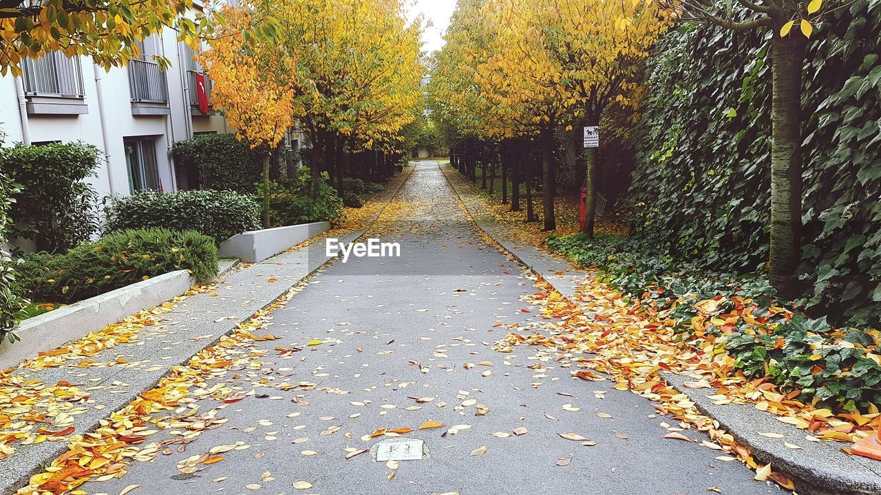 Fallen leaves on tree during autumn