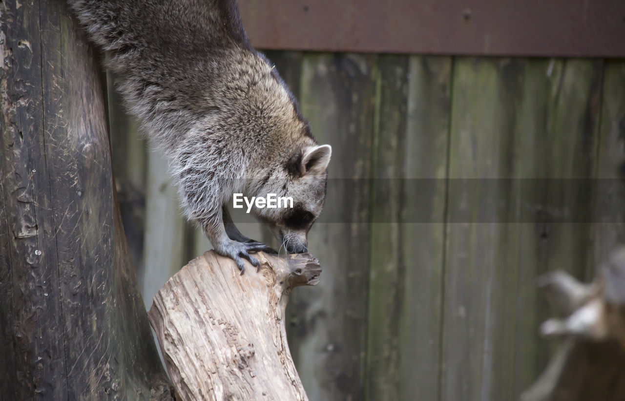 Raccoon, washing bear procyon lotor, climbing down a tree