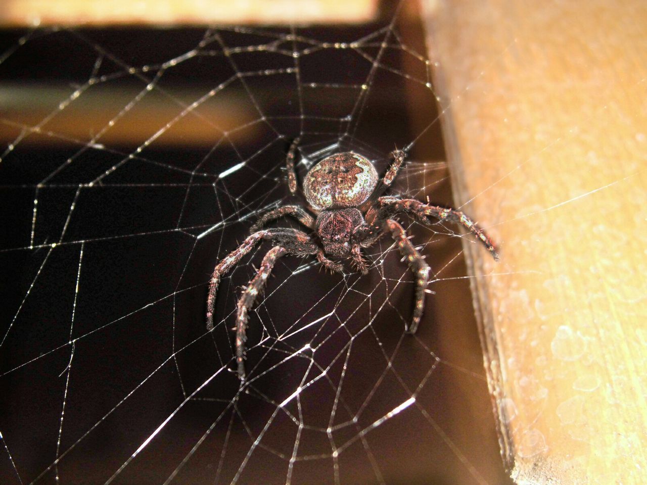 SPIDER ON WEB