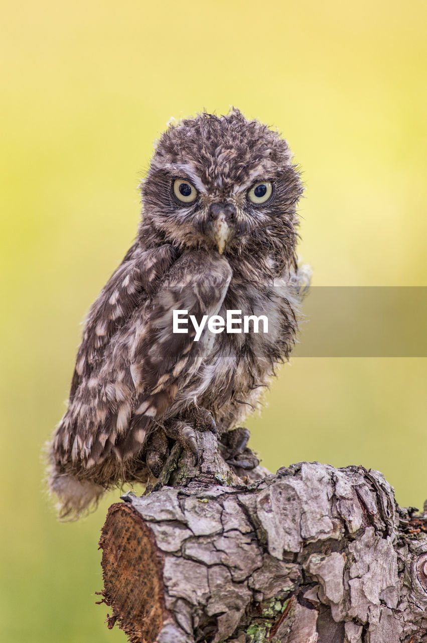 Close-up of owl perching on tree