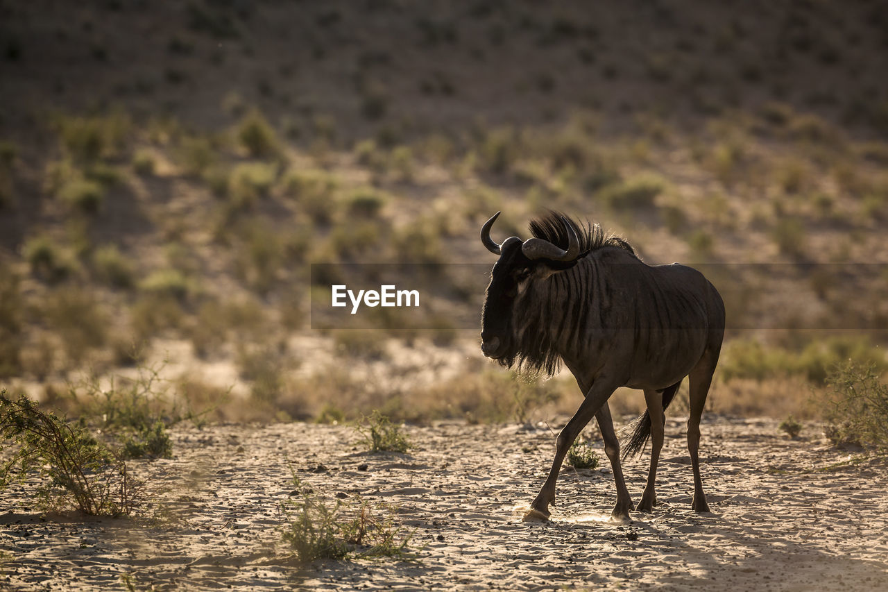 Wildebeest standing in field at evening
