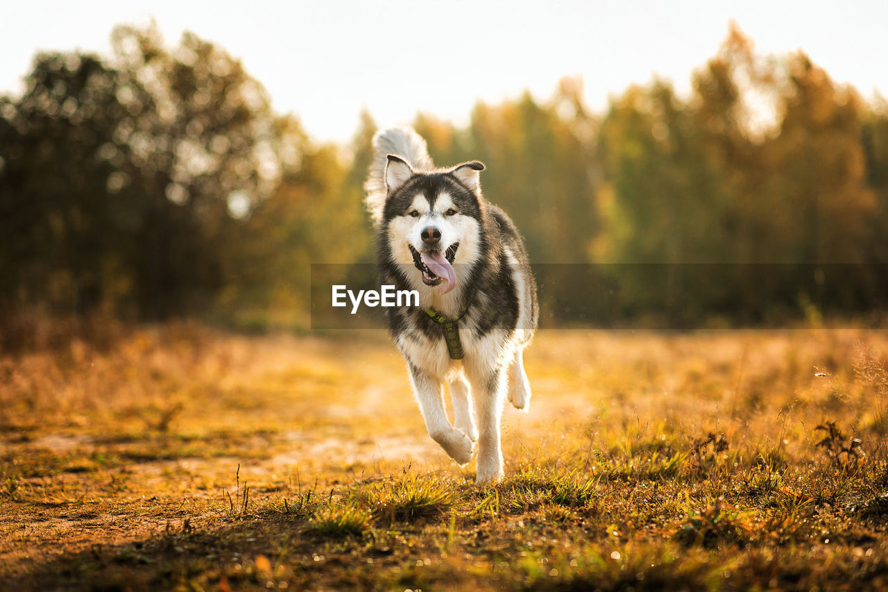 DOG RUNNING IN FIELD