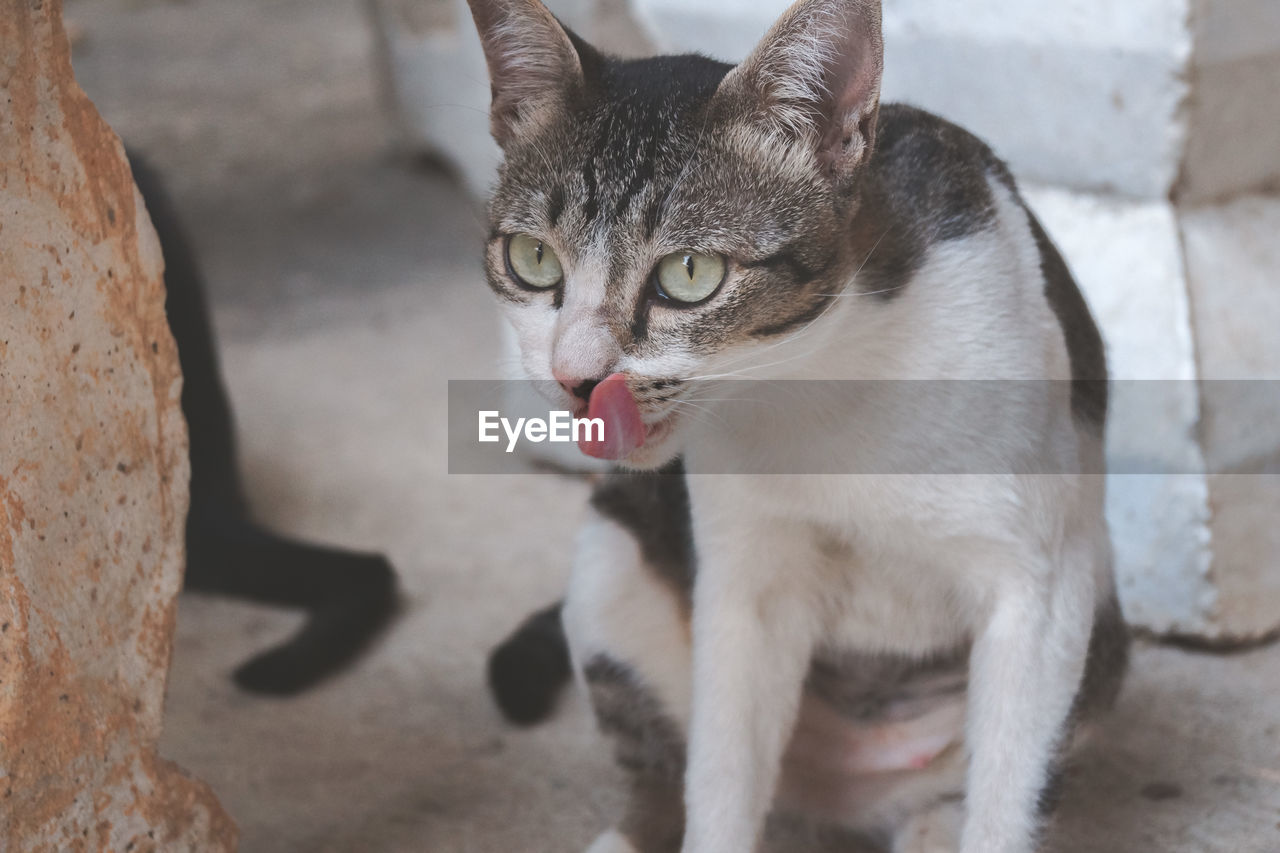 PORTRAIT OF CAT ON FLOOR AGAINST WALL