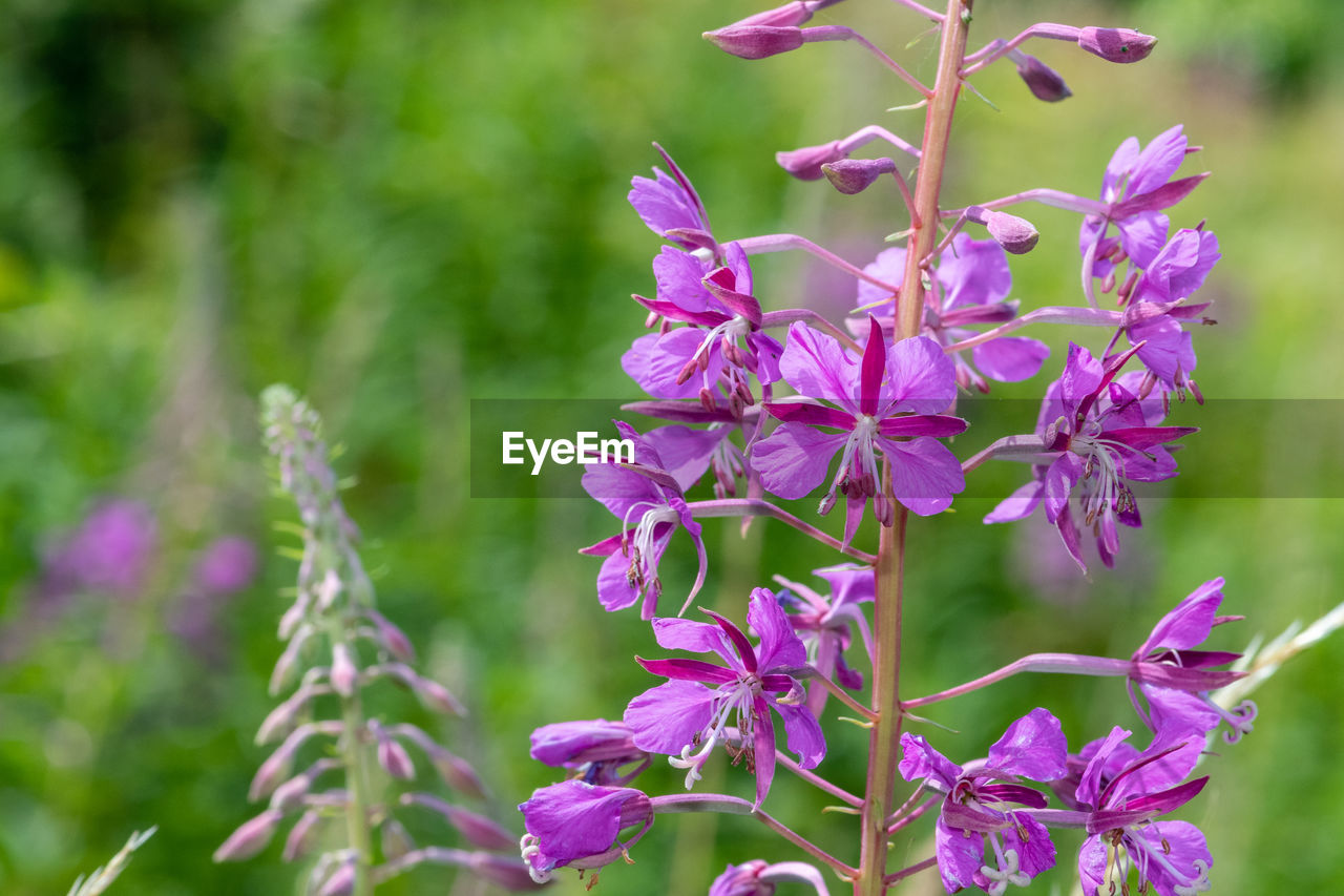 Close up of fireweed  in bloom